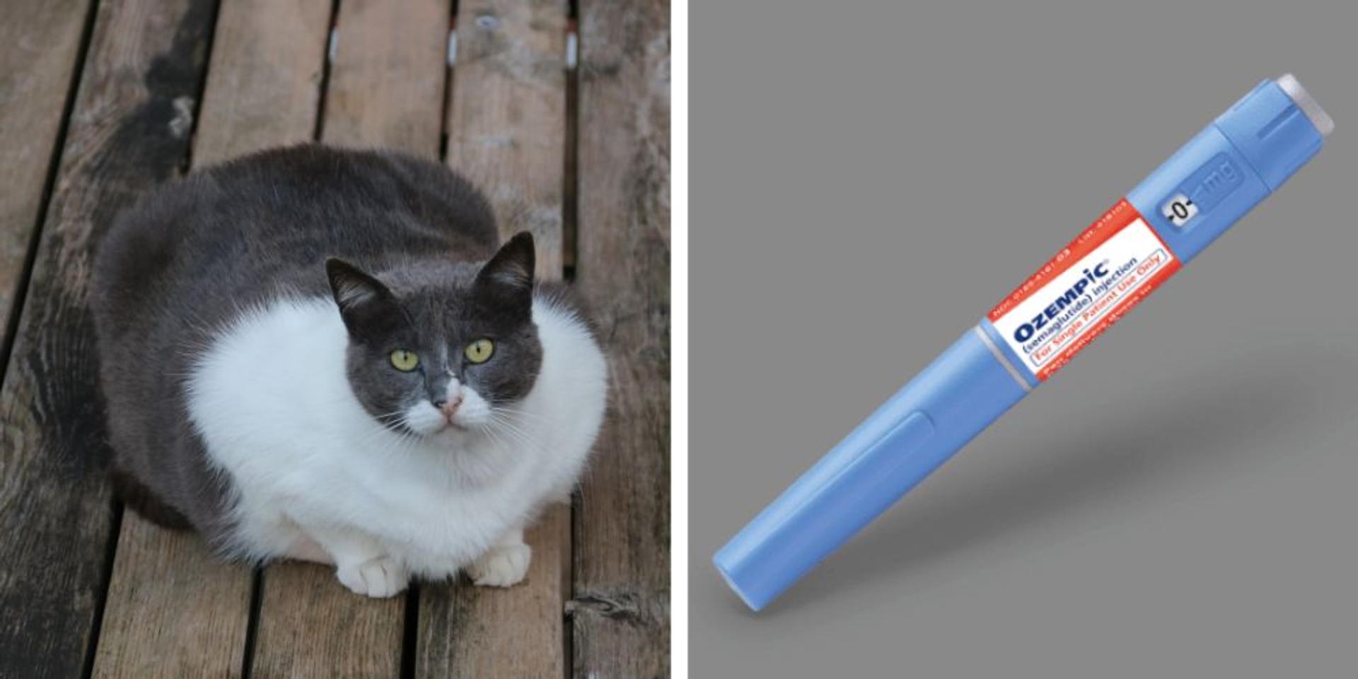 Obese cats are now being given Ozempic