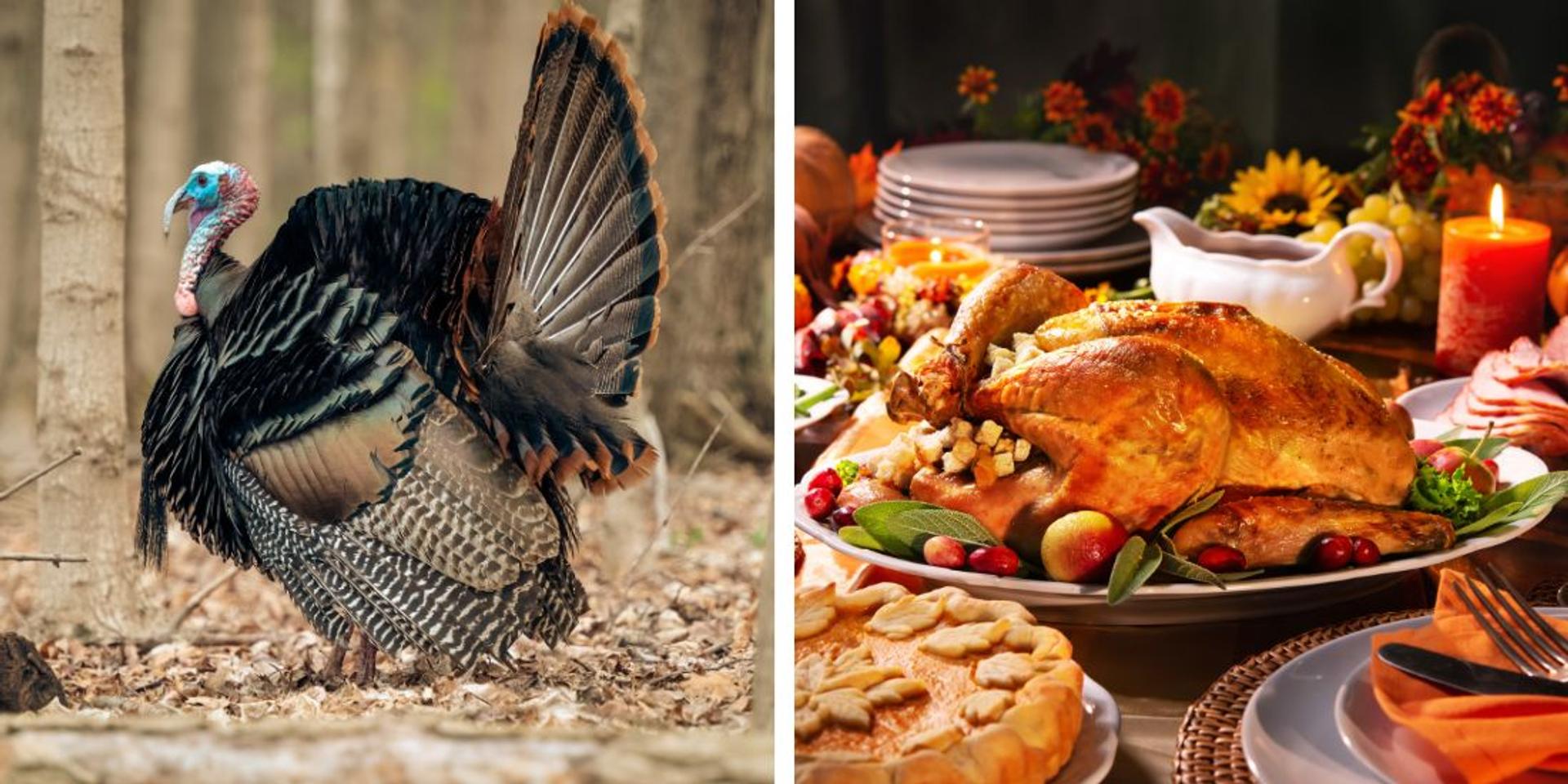 Thanksgiving costs rise with 70% price increase on turkey