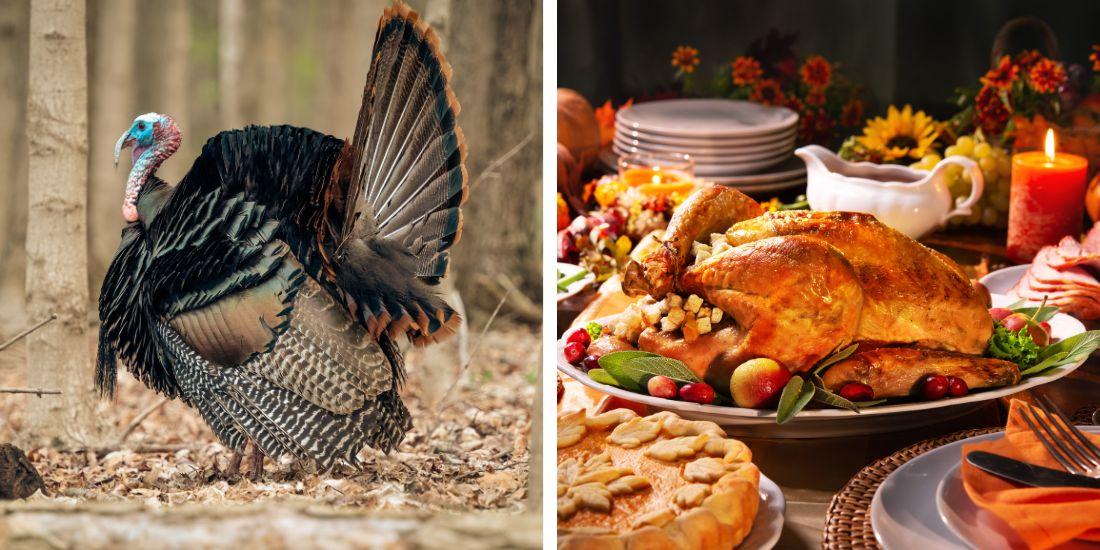Thanksgiving costs rise with 70% price increase on turkey