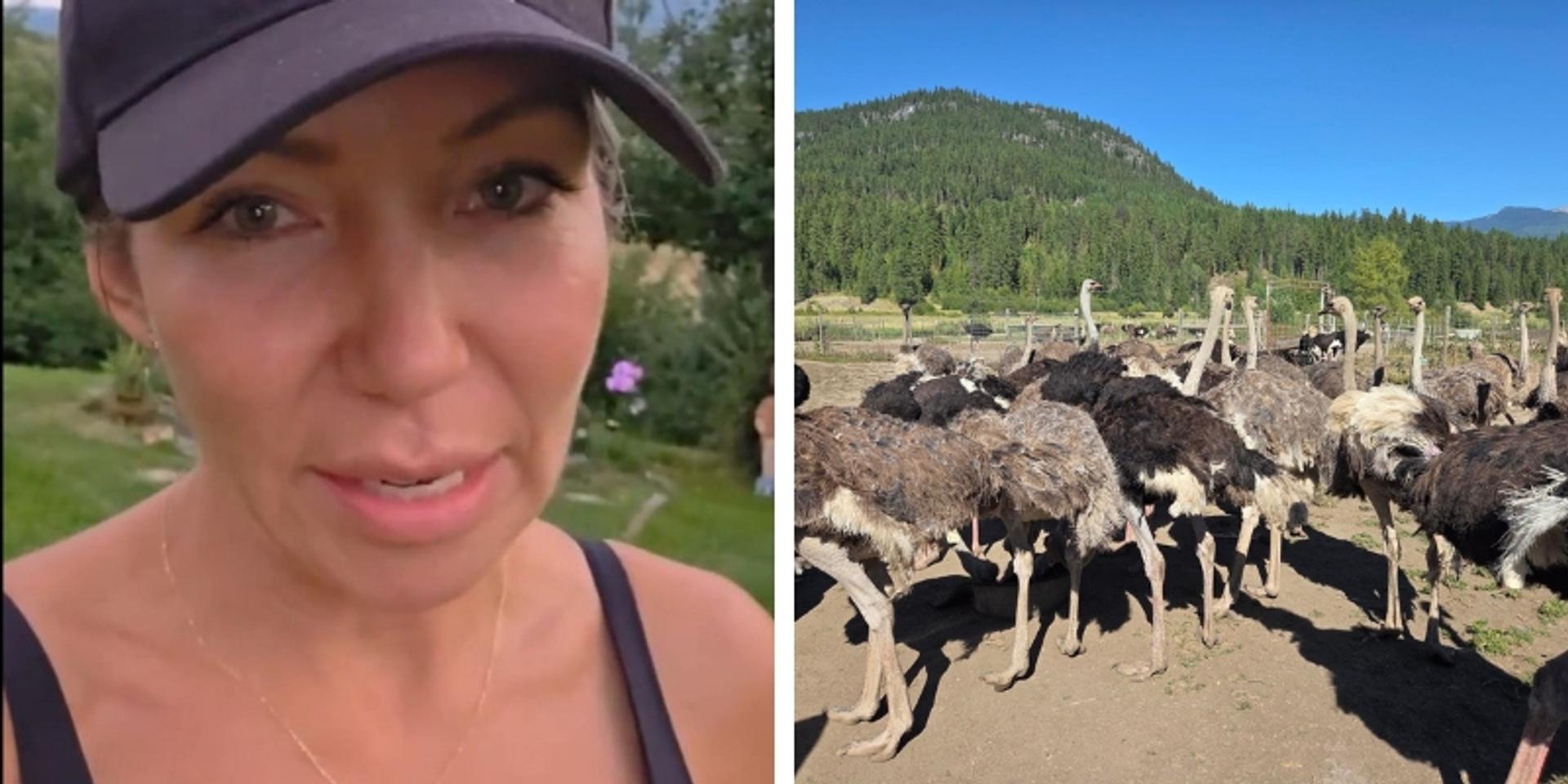 'This is what's wrong in Canada': BC ostrich farm fights to keep animals alive after cull order from government