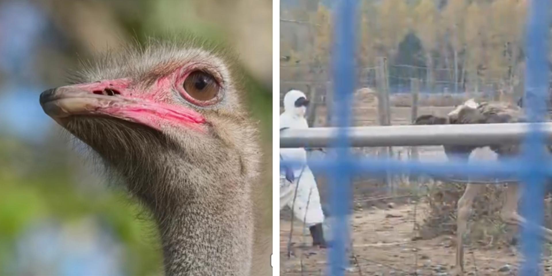 Food inspectors set to kill HUNDREDS of ostriches as Canadian supreme court refuses to hear appeal