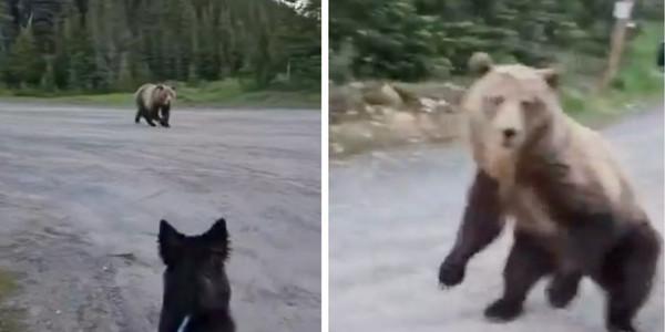 Alberta woman escapes charging grizzly bear after encounter while walking her dog
