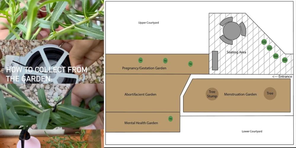 SUNY Purchase College club grows abortion plants in school's 'Reproductive Justice Garden'