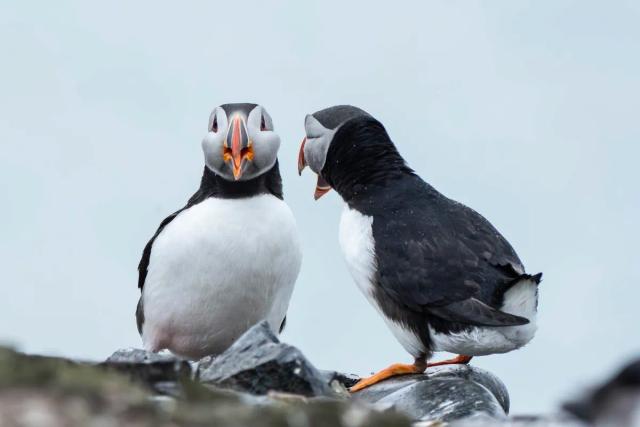 Puffin