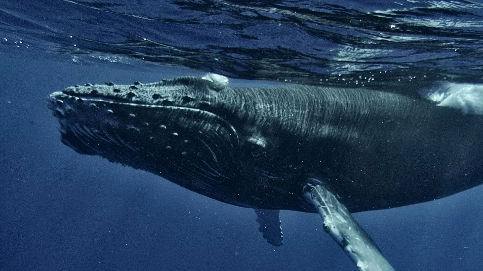 Marine Life Near Fort William