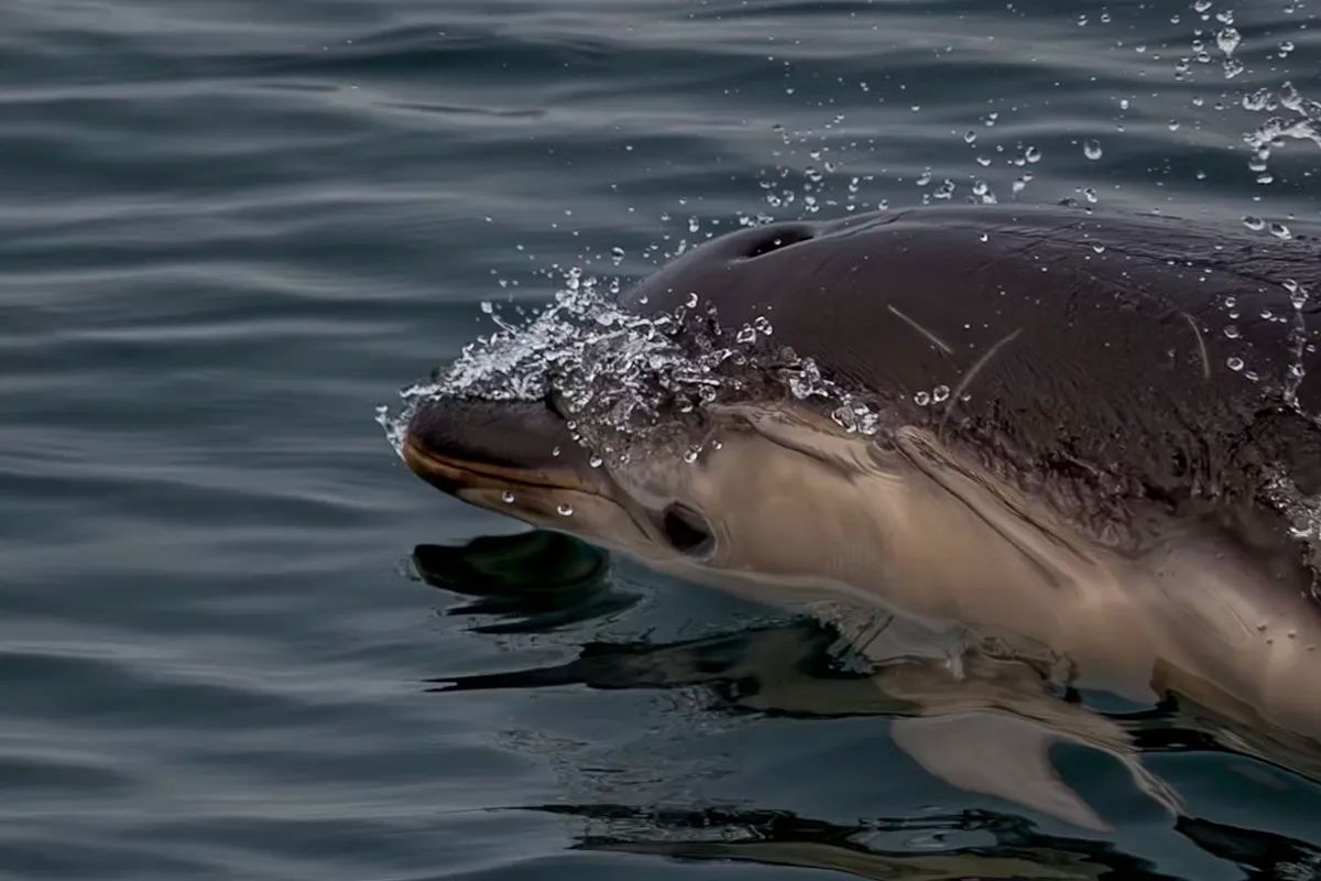 Common Dolphin