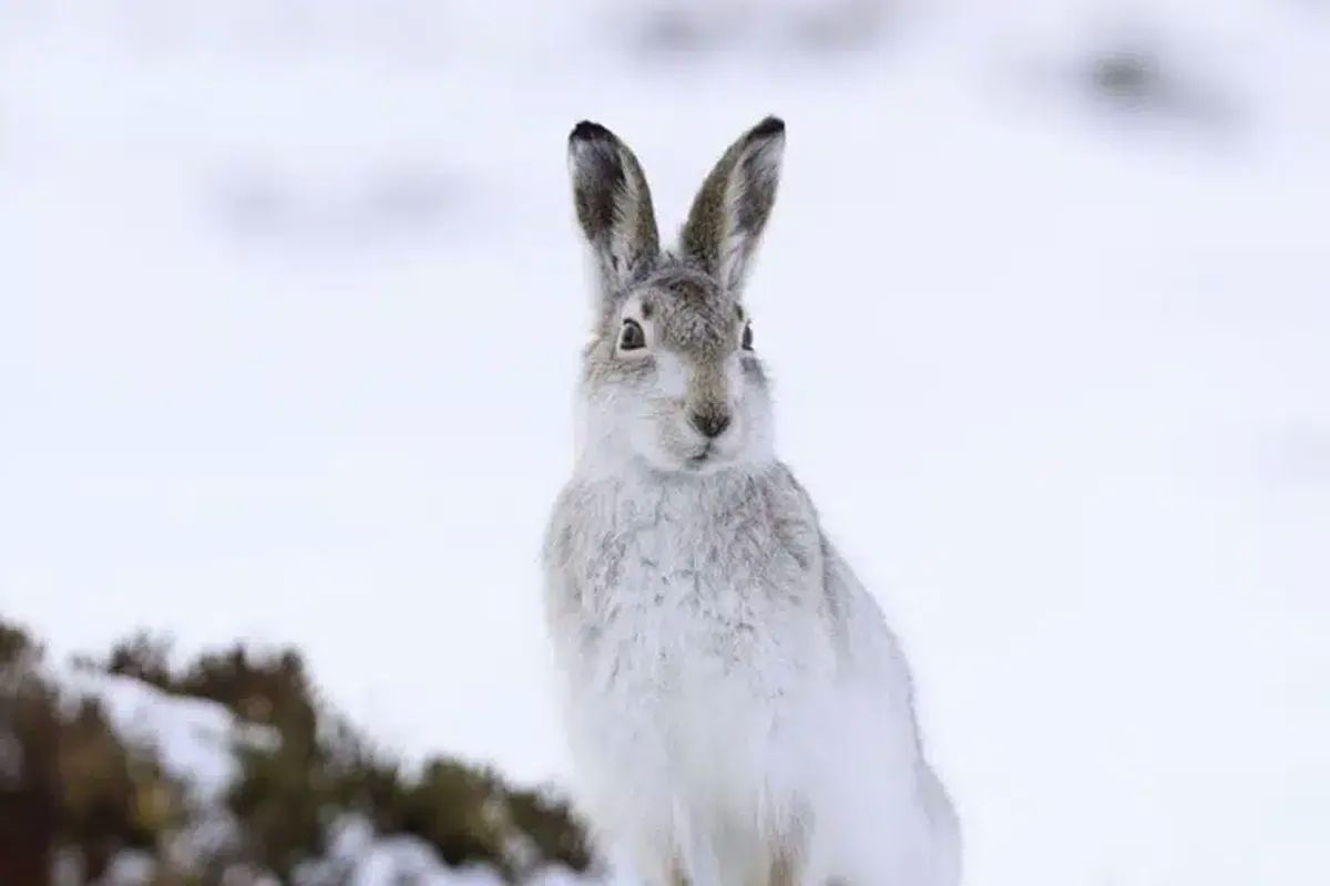 Mountain Hare