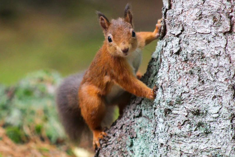 Red squirrel in Caledonian pine forest