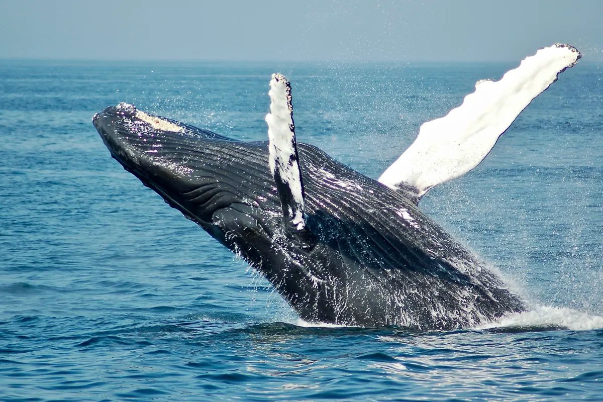 Humpback Whale