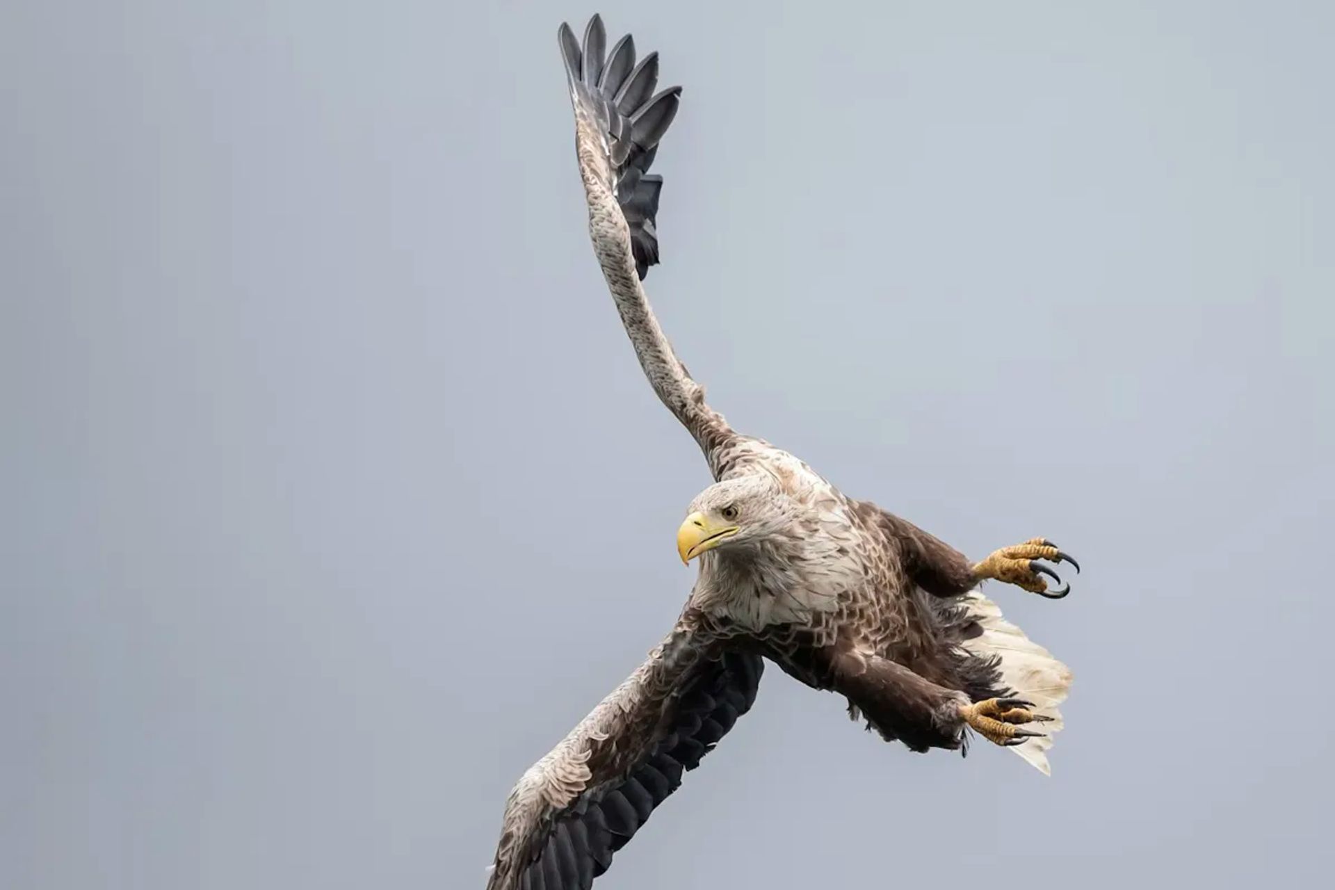 Bird Watching Near Fort William