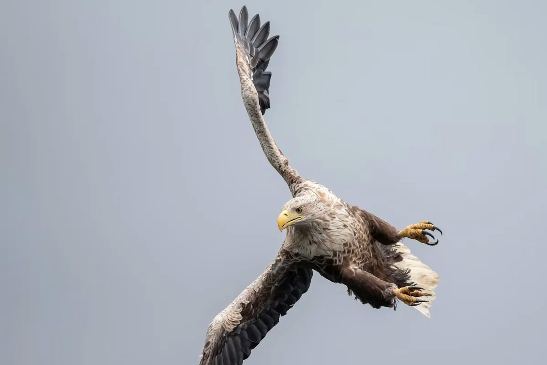 White-tailed eagle soaring over the Scottish Highlands near Fort William wildlife watching accommodation at Highwinds Lodge