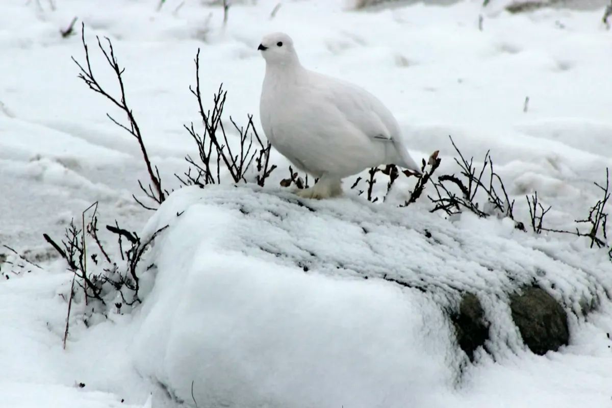 Ptarmigan