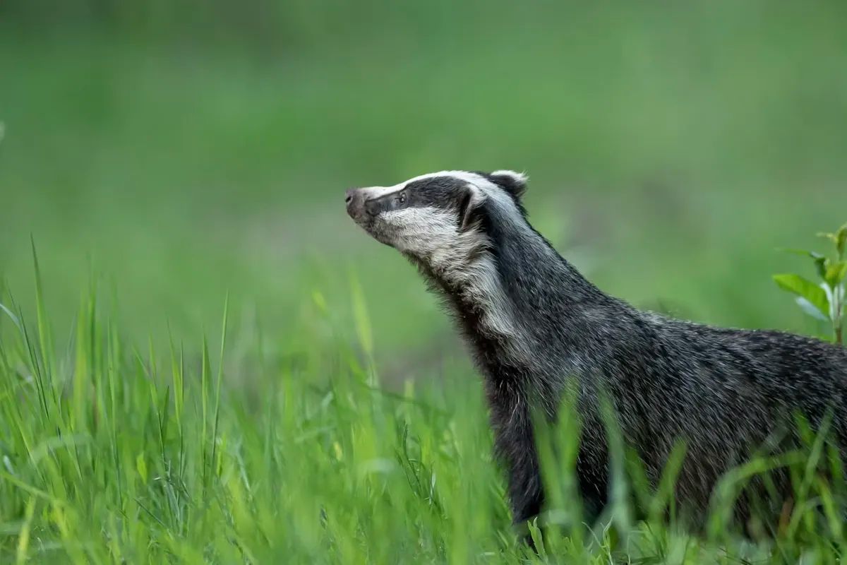 Eurasian Badger