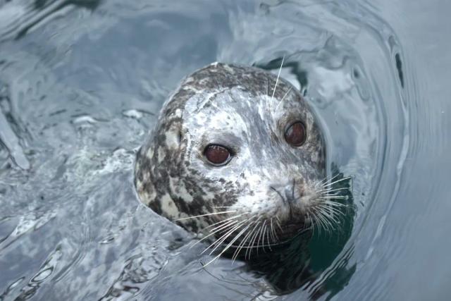 Common Seal