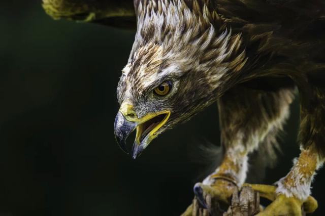 Golden Eagle