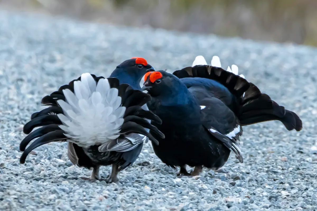 Black Grouse