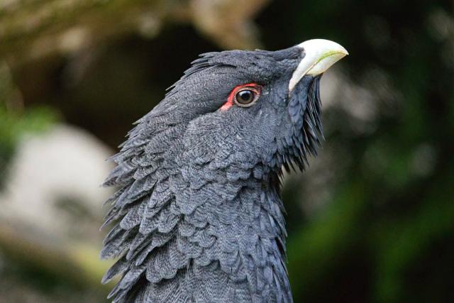 Capercaillie