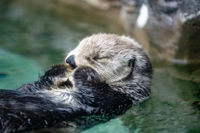 European Otter