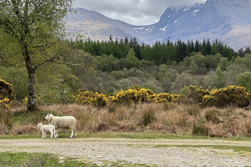 River Lochy in spring near Fort William