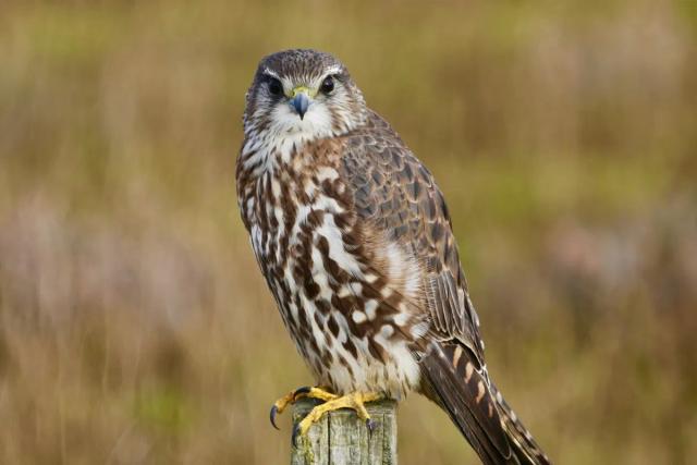 Merlin