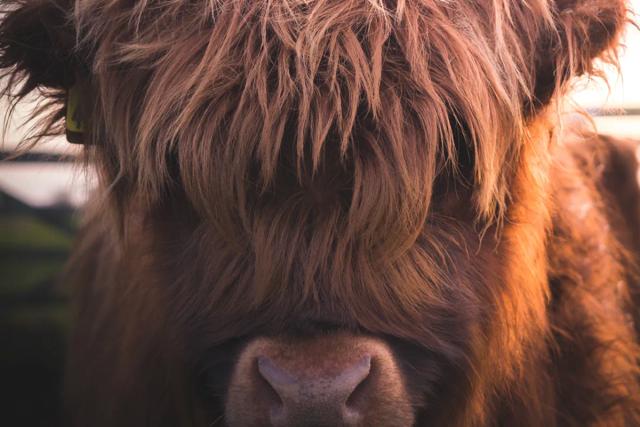 Highland Cattle