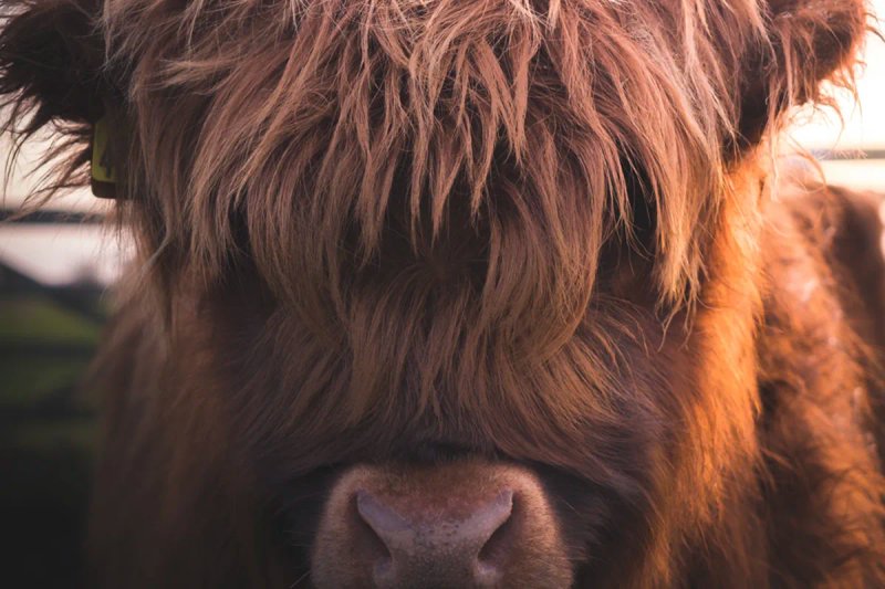 Highland cattle near Highwinds Lodge, Fort William