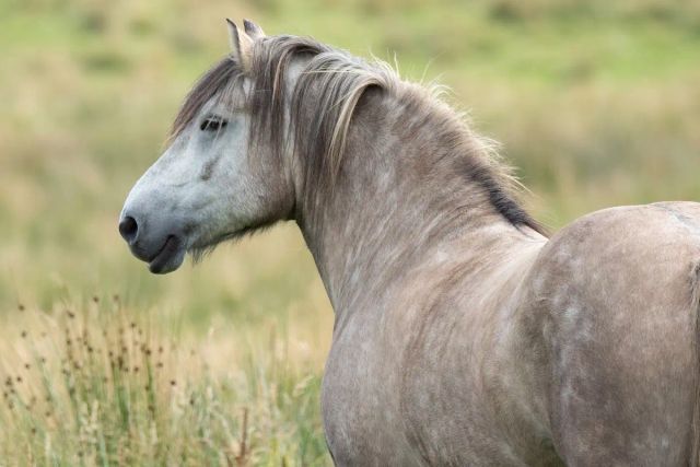 Wildlife From Your Window
