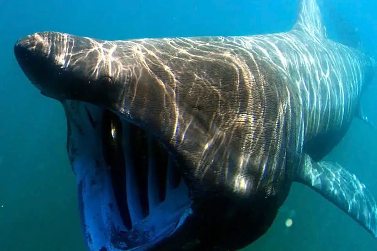 Basking Shark