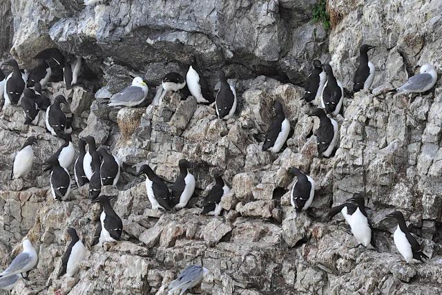 Black Guillemot