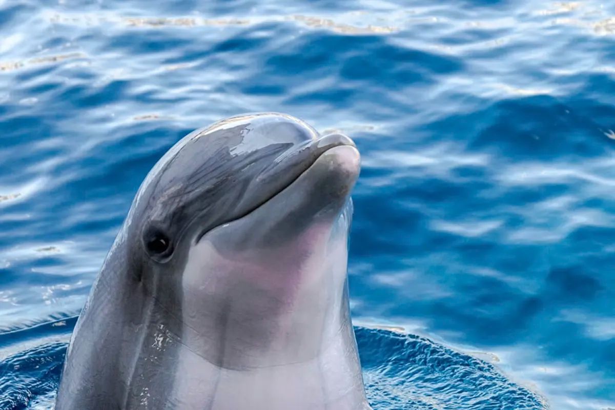 Bottlenose Dolphin