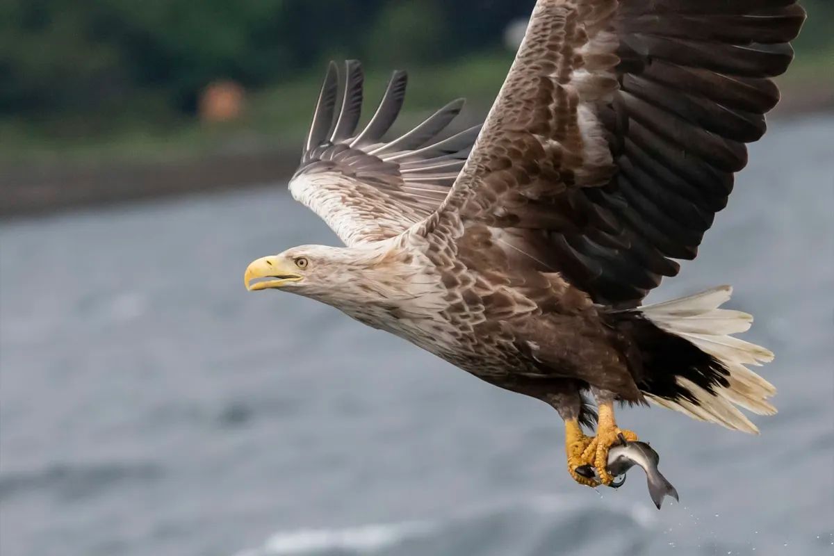 White-tailed Eagle