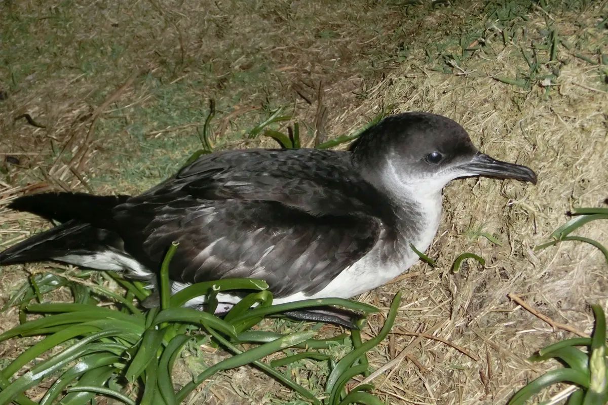 Manx Shearwater