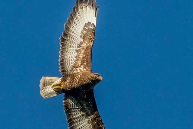 Buzzard