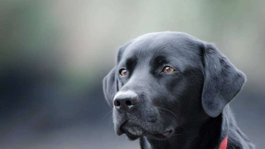 Dog Friendly Restaurants in Fort William