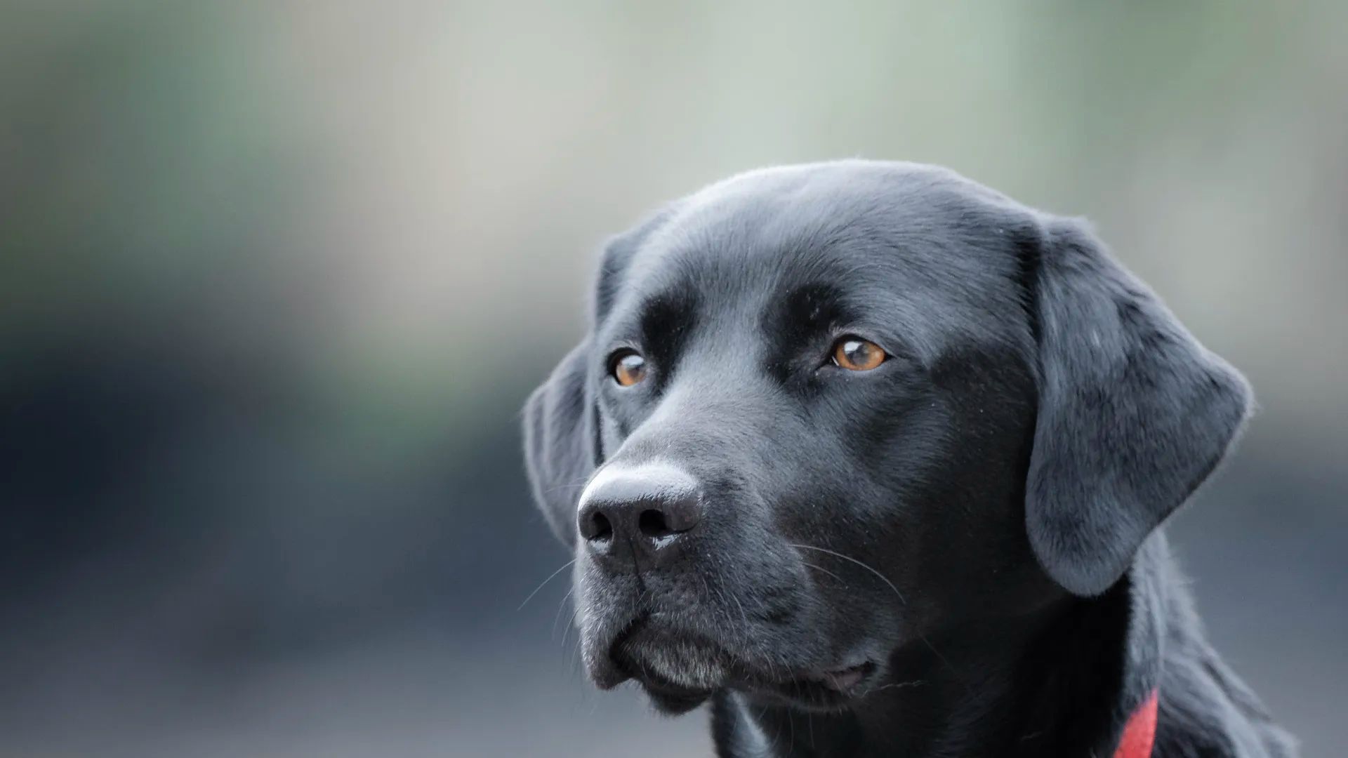 Dog Friendly Restaurants in Fort William