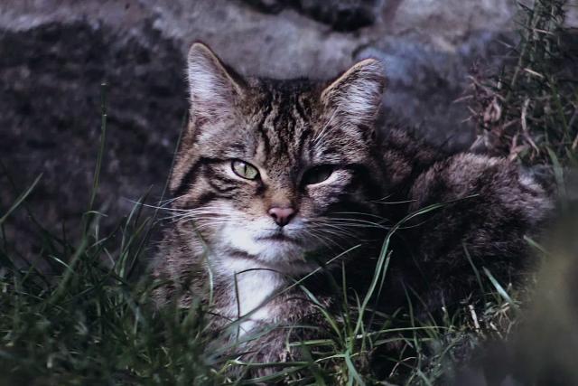 Scottish Wildcat
