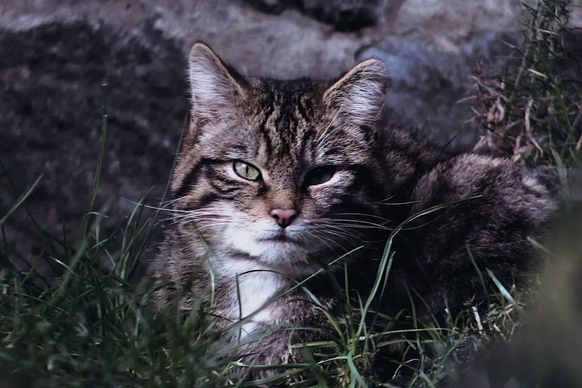 Scottish Wildcat