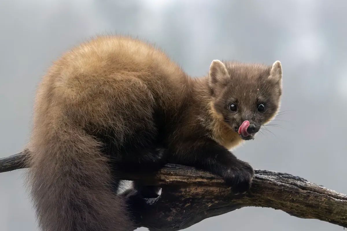 Pine Marten