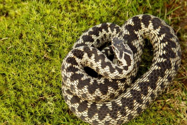 Adder