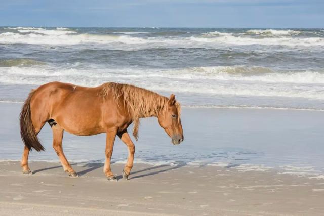Pony Trekking