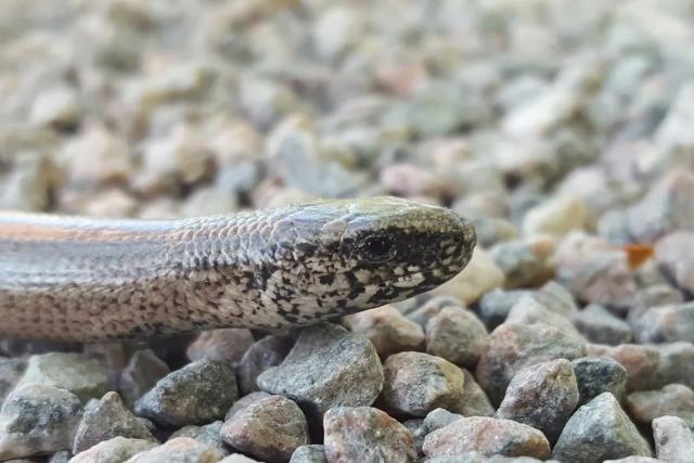 Slow-worm