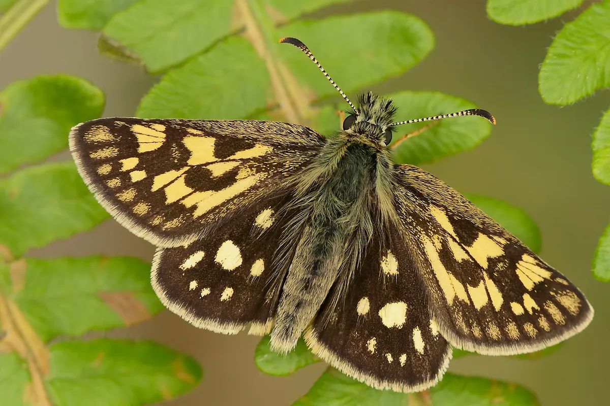 Chequered Skipper Butterfly