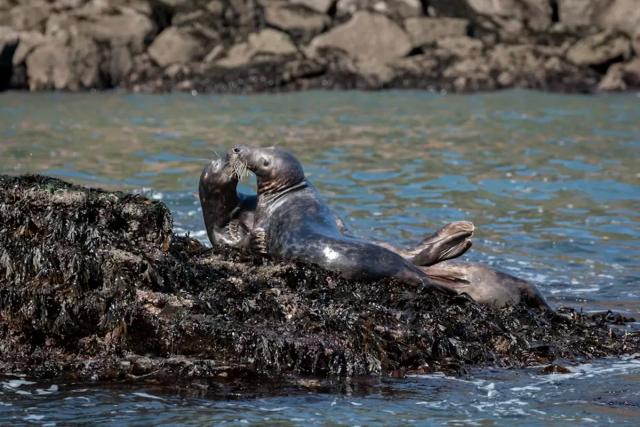Grey Seal