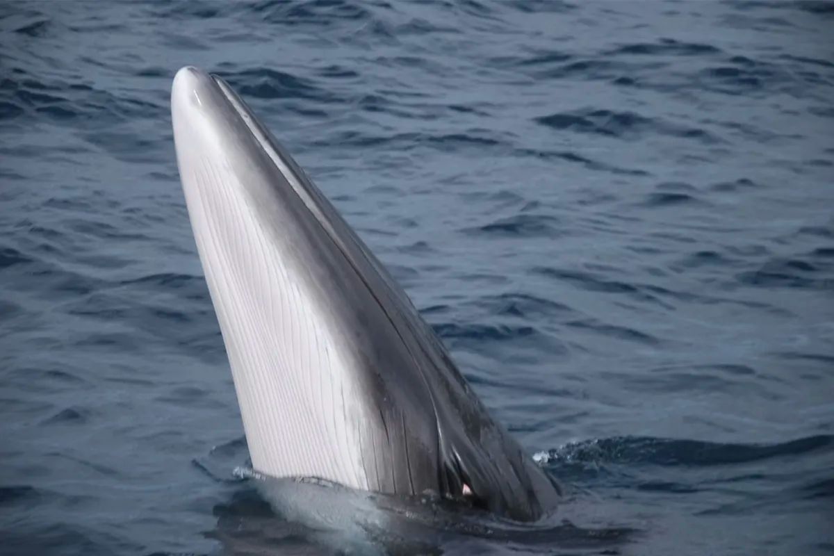 Minke Whale