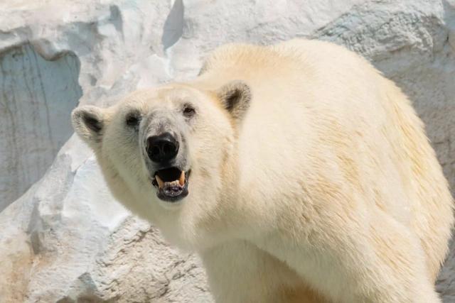 Highland Wildlife Park