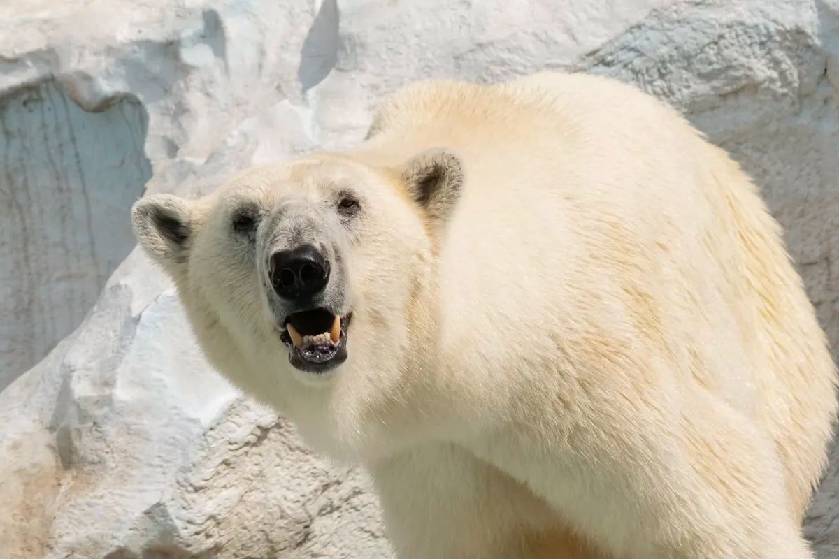 Highland Wildlife Park