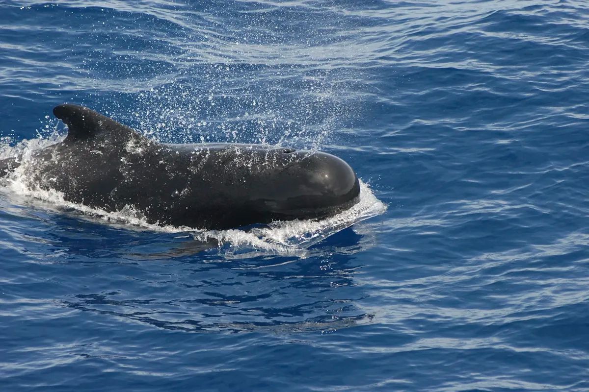 Pilot Whale