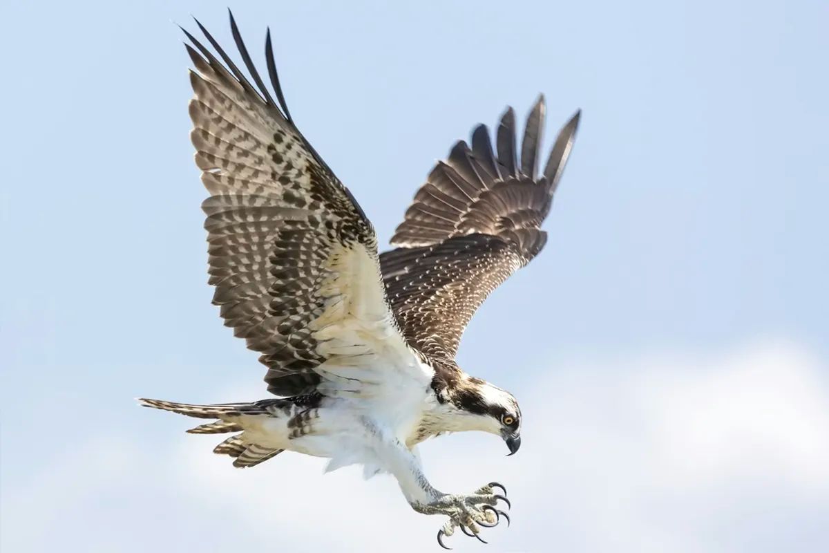 Osprey