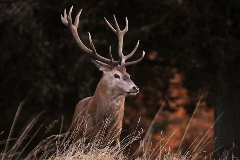 Red deer stag in the Scottish Highlands