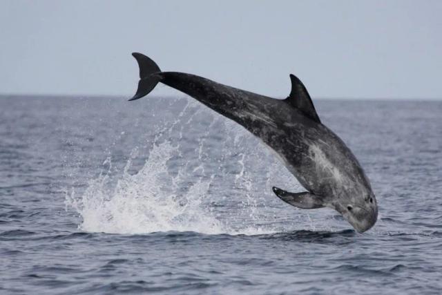 Risso's Dolphin